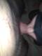 fase 2